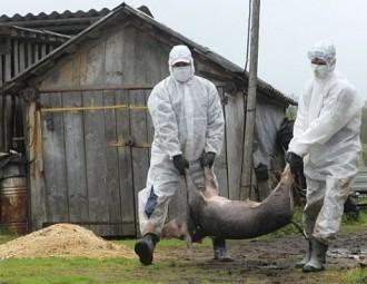 Aliaksei Tsiul’kou: Hiding information about the African swine only stimulates epidemics