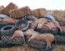 Belarus kills thousands of pigs to stop a pandemic